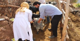 Kadın Veteriner, Hayvanlar İçin Sarp Kayalıkları Geçiyor