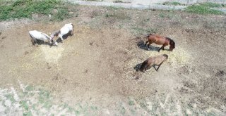 Adaya Sokulmayan Atlar Kaderine Terk Edildi