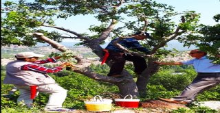 Antep Fıstığı Artık Eskişehirde De Yetişiyor