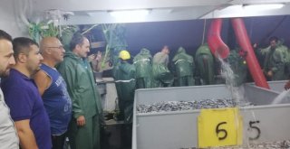 820 Kasa Hamsi Tuttular