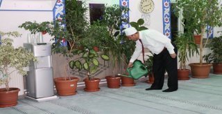 İmam Camiyi Botanik Bahçesine Dönüştürdü