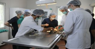 Geleceğin Veterinerleri Staj İçin Osmangaziyi Seçti