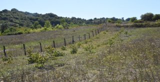 Sinopta Bir Vatandaşa Ait Ceviz Fidanları Kesildi