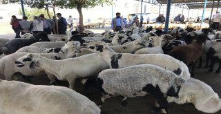 Siverekte Kurbanlıklar Pazara İndi