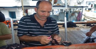 (Özel) Balıkçılardan Müjde, Denizde Bu Yıl Balık Çok