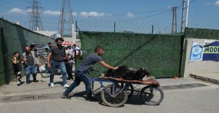 Kurban Pazarında Hareketlilik Devam Ediyor