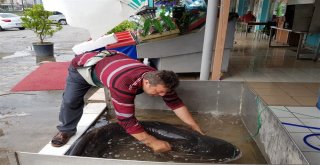 İznik Gölünde Dev Yayın Balığı Yakalandı