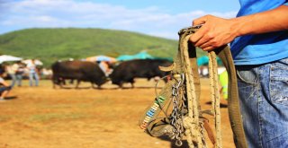 Kafacada 19Uncu Geleneksel Boğa Güreşleri Pazar Günü
