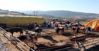 Yozgatta Kurbanlar Kesildi