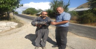 Kırım Kongo Kanamalı Ateşi Hastalığı İle Kene Savar Tavuklarla Mücadele Edilecek