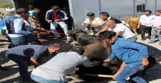 Erzurumda ‘Angus Cinsi Kurbanlık Güçlükle Kesilebildi
