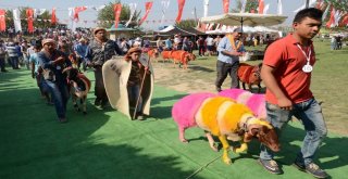 Denizlide Asırlık “Sudan Koyun Atlatma Yarışması” Başladı