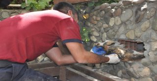 Kurtardığı Kedi Tarafından Isırıldı