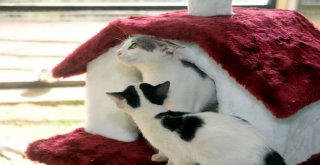 Can Dostları Osmangazide Sahiplerini Bekliyor