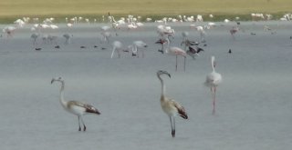 Kuruyan Göl, Kuş Cenneti Oldu