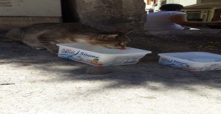 Miniklerden Sokak Hayvanları İçin Anlamlı Proje