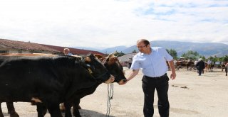 İl Müdürü Şahin Kurbanlık Hayvan Satış Yerlerini Denetledi