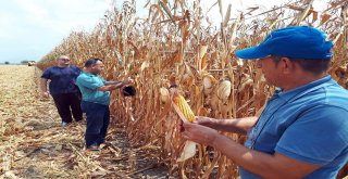 Kozan İlçe Tarım Müdürlüğünden Akdeniz Sineği İle Mücadele