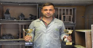Mesafe Tanımayan Güvercin Sahibine Kupa Kazandırdı