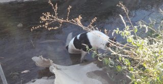 Tüfekle Vurulan Köpek Sulama Kanalında Mahsur Kaldı