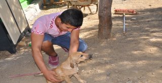 İslahiye Barınağının İlk Ziyaretçileri Öğrenciler Oldu