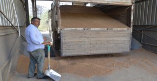 Çiftçiler, Tmonun Buğday Alımından Memnun