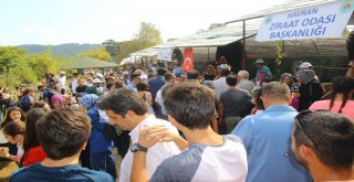 Yağ Ve Bal Festivali Kazdağlarının Eteklerinde Yapıldı