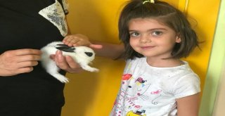 Gkv Anaokulu Öğrencilerinin Hayvan Sevgisi