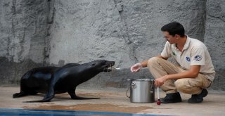 Aslan Ve Kaplanlara Nefes Kesen Beslenme Testi