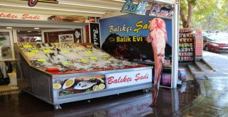 Bu Balık 800 Lira
