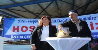 Aydın Büyükşehir Belediyesi 70 Aileye Sakız Koyunu Hibe Etti