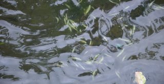 Niksarda Balık Ölümleri Vatandaşları Korkuttu