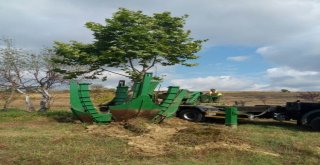 Otopark İnşaatı İçin Sökülen 40 Ağaç Nakledildi