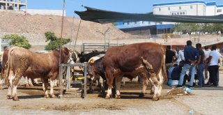 Kurban Pazarında Yoğunluk