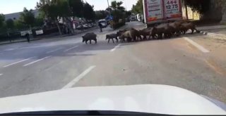 Bodrumda Aç Kalan Domuzlar Şehre İndi