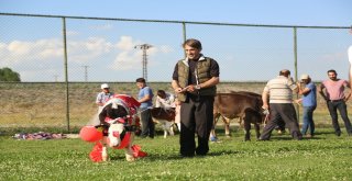 3. Geleneksel Çermik Festivalinde Erzurumun En Güzel Buzağıları Yarıştı