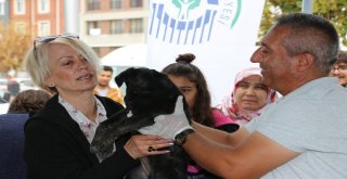 Barınaktaki Yavru Köpekler Yeni Yuvalarına Kavuştu