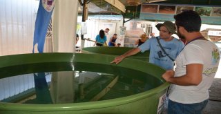 Deniz Kaplumbağalarına Yerli Ve Yabancı Turist İlgisi