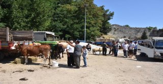 Sinopta Kurban Pazarında Yoğunluk