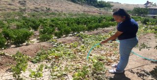 (Özel) Sarımsaklıda Balık Ölümleri