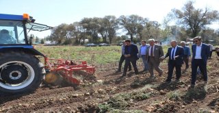 Sivasta 60 Bin Ton Patates Hasadı Bekleniyor