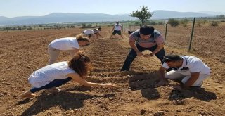 Antalyada ‘Safran Korkutelinde Üretiliyor