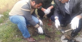 Zifte Bulanan Kaplumbağa Temizlenerek, Bakıma Alındı