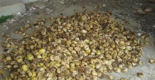 İncir Üreticisini Yaz Yağmurları Vurdu