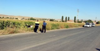 Otomobil Mısır Tarlasına Uçtu: 2 Yaralı
