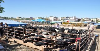 Yüreğirde Kurban Kesim Ve Satış Yerleri Belirlendi