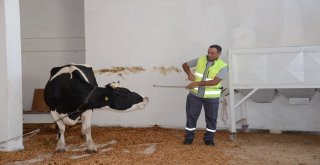 Kesileceğini Anlayan Kızgın İnek İğneyle Sakinleştirildi