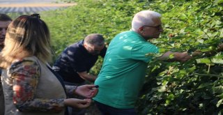 Siirtten Dünyaya Elma İhracatı