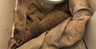 Avustralyada Kanguru Camı Kırıp Eve Girdi