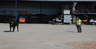 Kesileceğini Anlayan Kızgın İnek İğneyle Sakinleştirildi